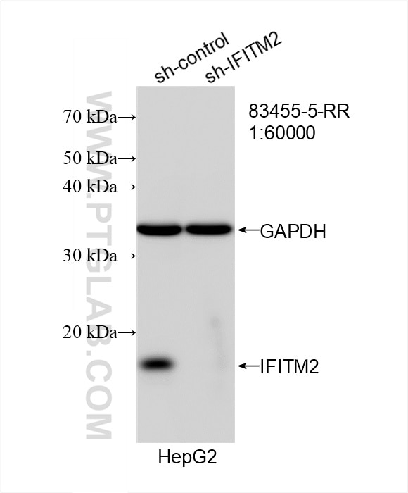 Western Blot (WB) analysis of HepG2 cells using IFITM2 Recombinant antibody (83455-5-RR)