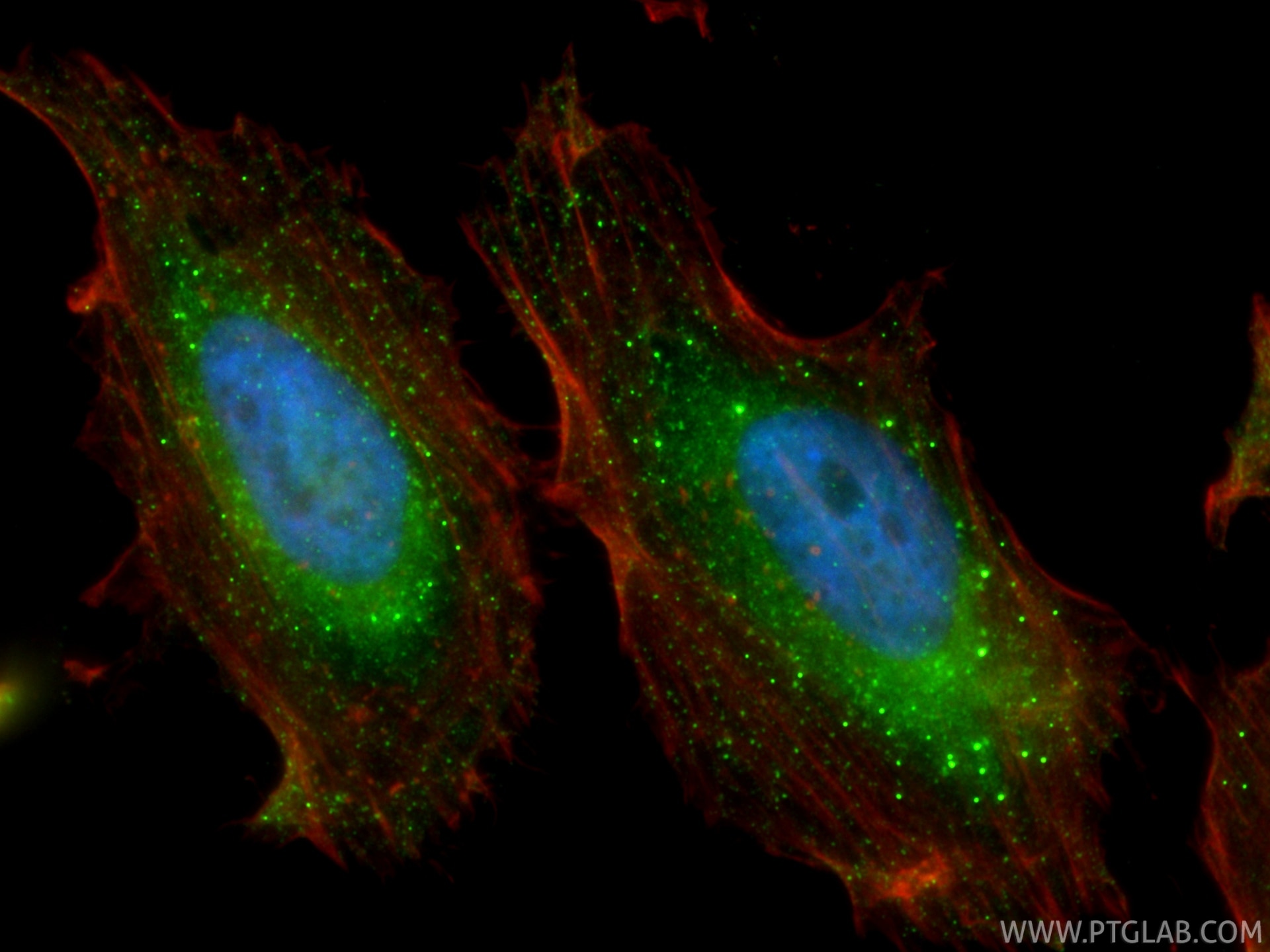 IF Staining of HeLa using CL488-12769 Immunofluorescence (IF) / fluorescent staining of HeLa cells using CoraLite® Plus 488-conjugated IFITM2 Polyclonal an (CL488-12769)