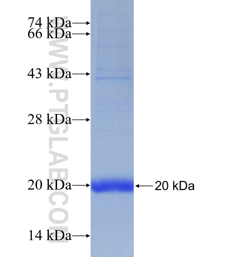 IFITM2 fusion protein Ag17917 SDS-PAGE