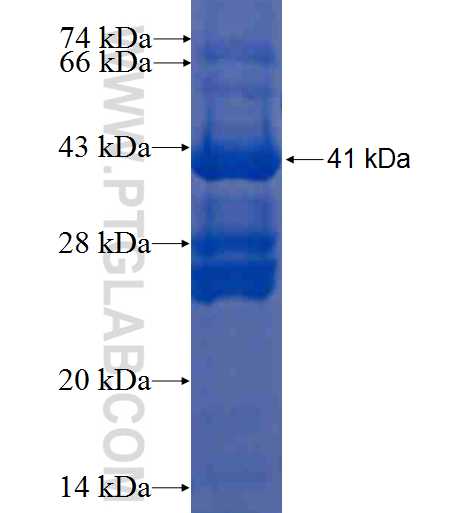 IFITM2 fusion protein Ag3451 SDS-PAGE