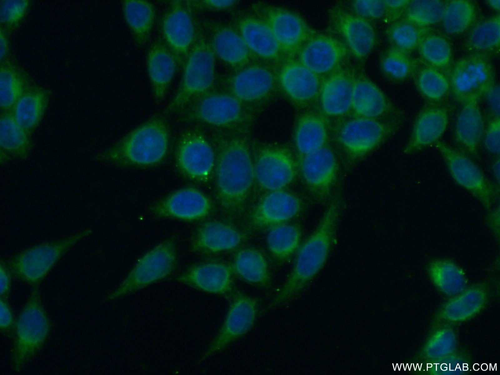 IF Staining of HeLa using 11714-1-AP