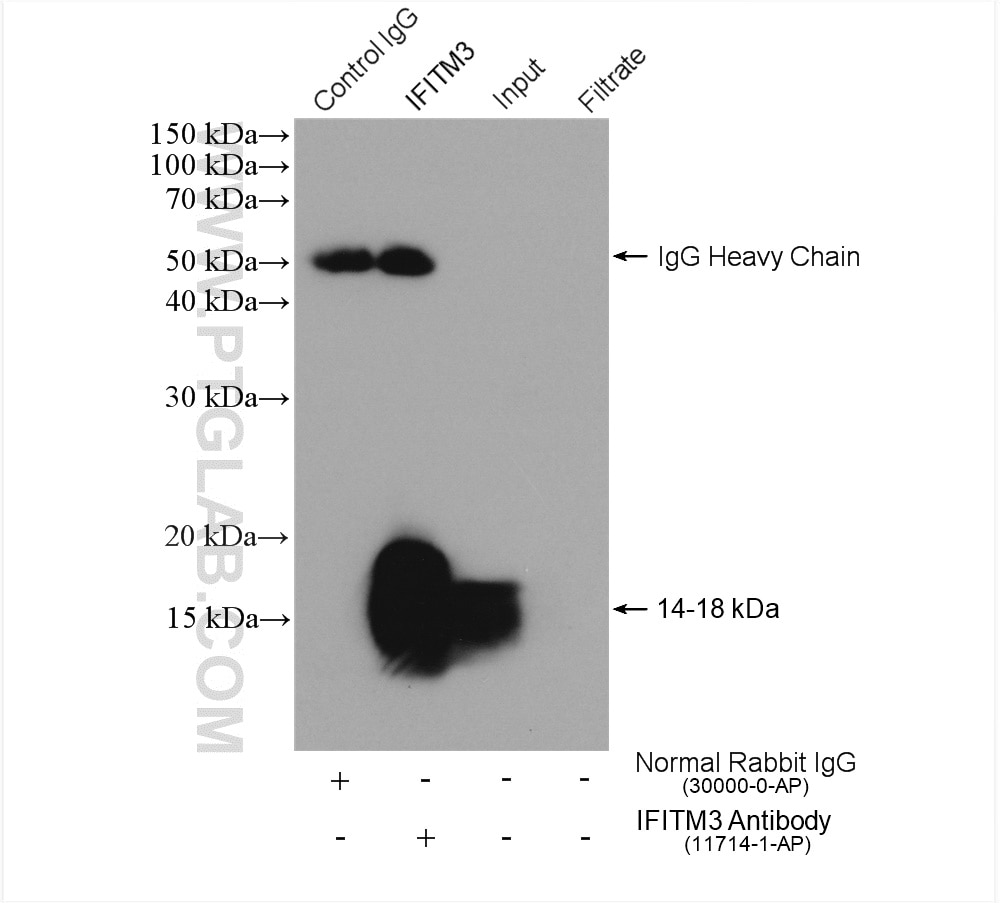 Immunoprecipitation (IP) experiment of HepG2 cells using IFITM3 Polyclonal antibody (11714-1-AP)