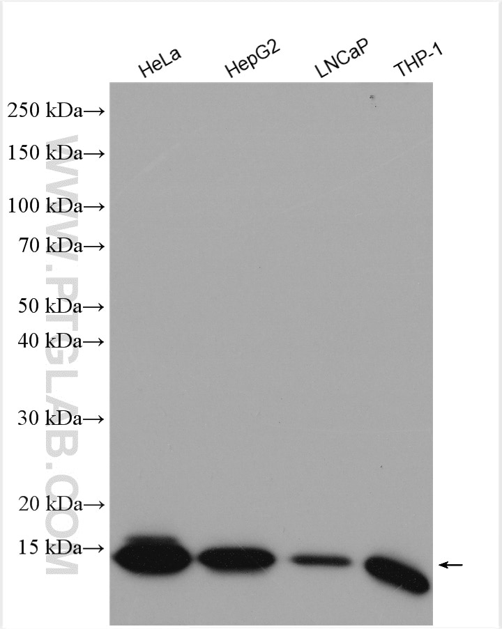 Western Blot (WB) analysis of various lysates using IFITM3 Polyclonal antibody (11714-1-AP)