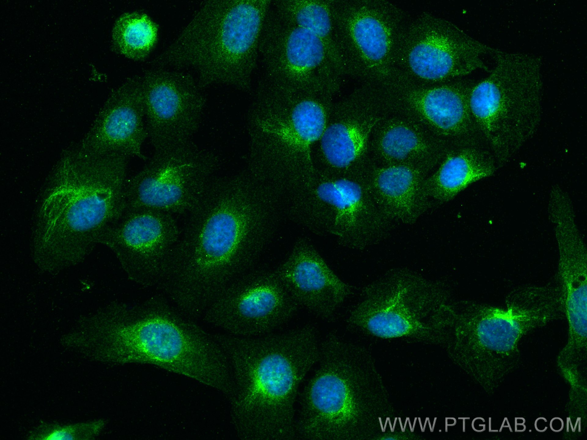 Immunofluorescence (IF) / fluorescent staining of U2OS cells using IFITM2/3 Monoclonal antibody (66081-1-Ig)
