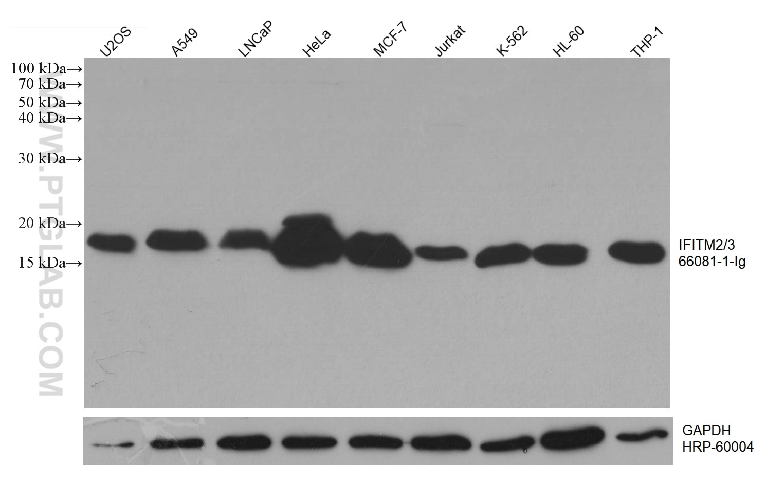 Western Blot (WB) analysis of various lysates using IFITM2/3 Monoclonal antibody (66081-1-Ig)