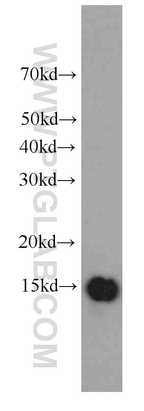 IFITM2/3 Monoclonal antibody