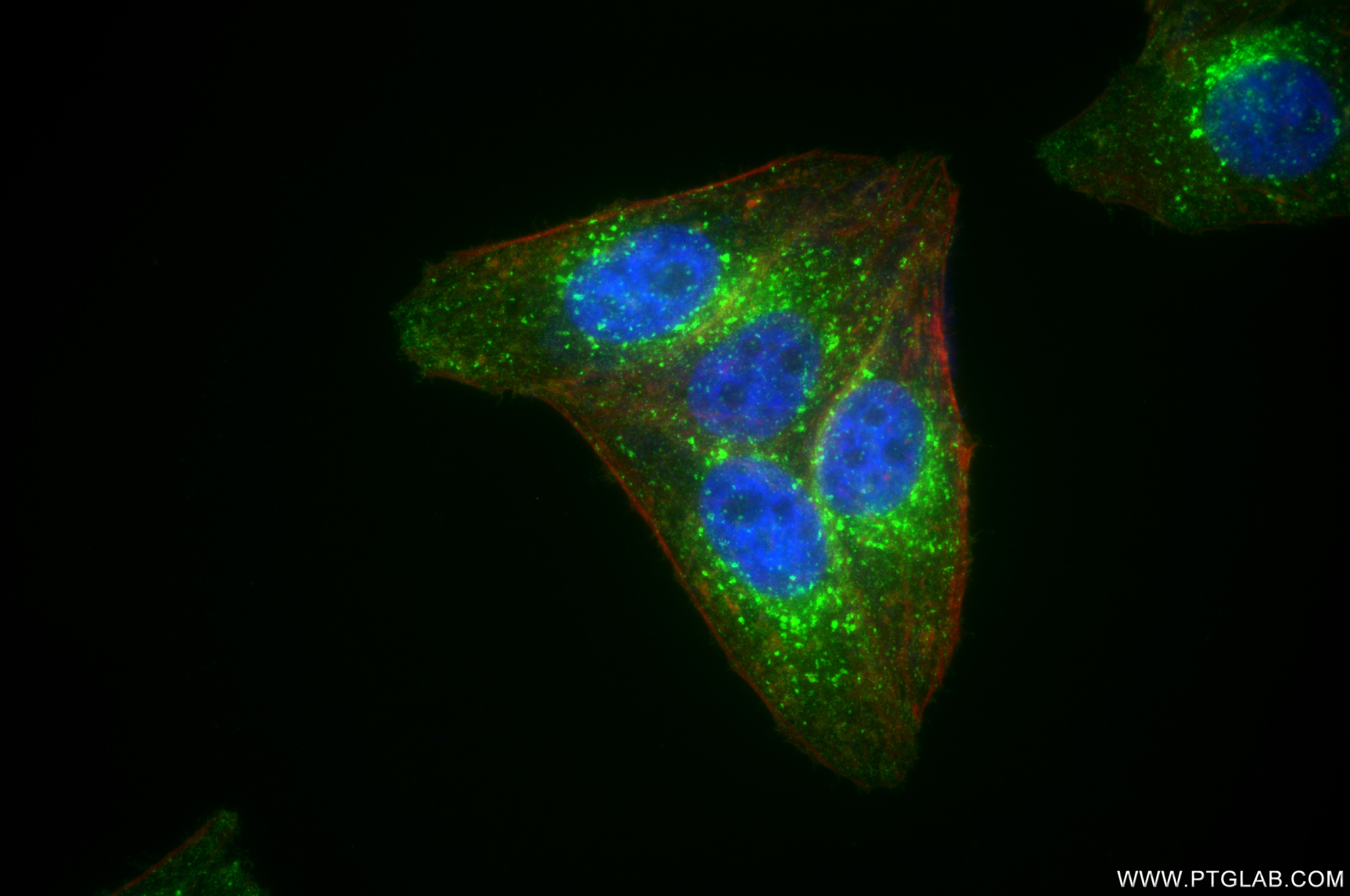 Immunofluorescence (IF) / fluorescent staining of HepG2 cells using IFITM3 Recombinant antibody (81135-3-RR)