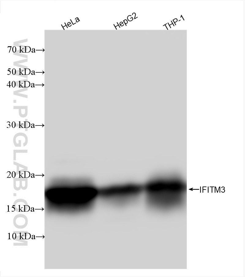 Western Blot (WB) analysis of various lysates using IFITM3 Recombinant antibody (81135-3-RR)