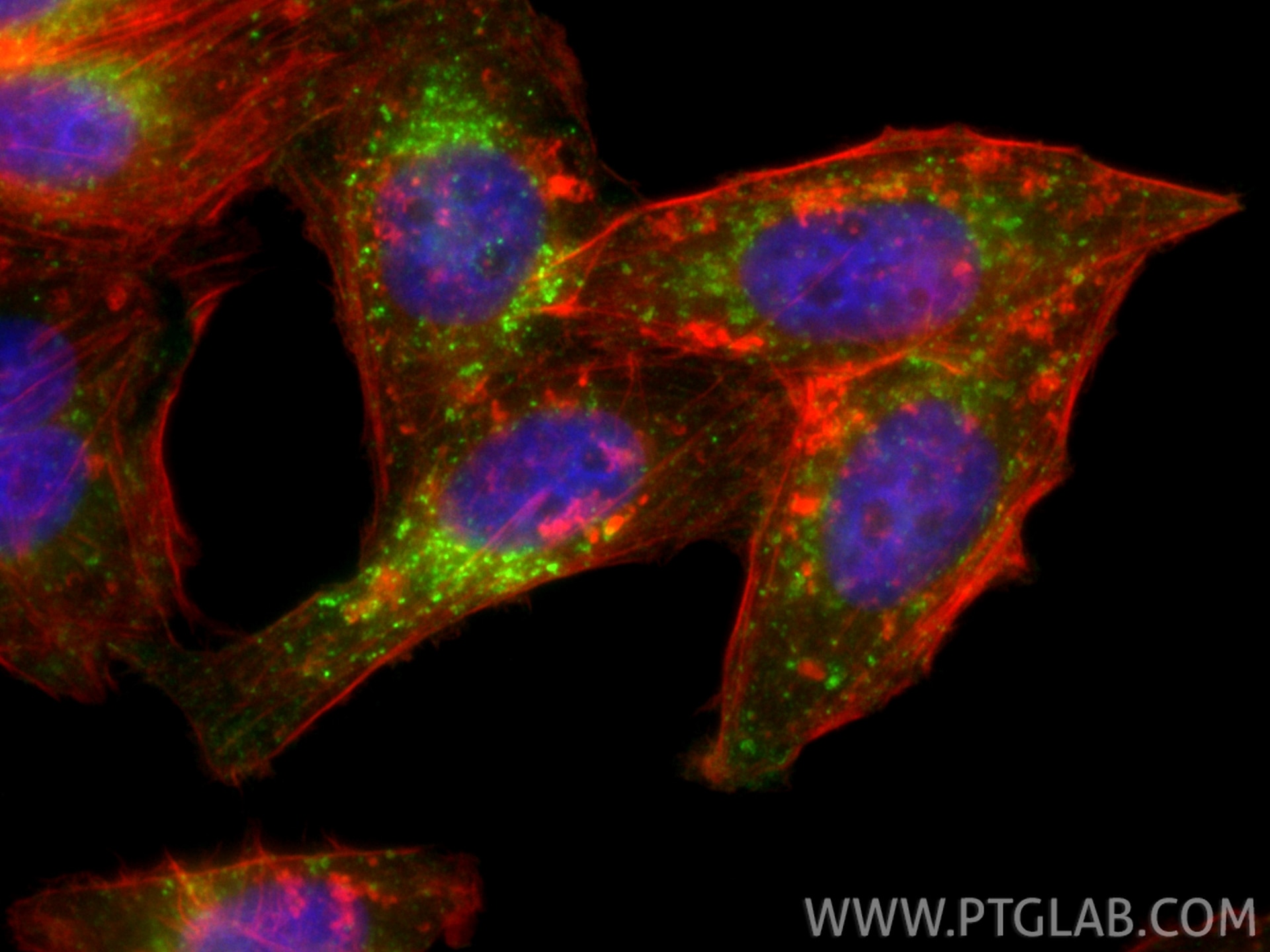 Immunofluorescence (IF) / fluorescent staining of HepG2 cells using CoraLite® Plus 488-conjugated IFITM3 Recombinant a (CL488-81135-3)