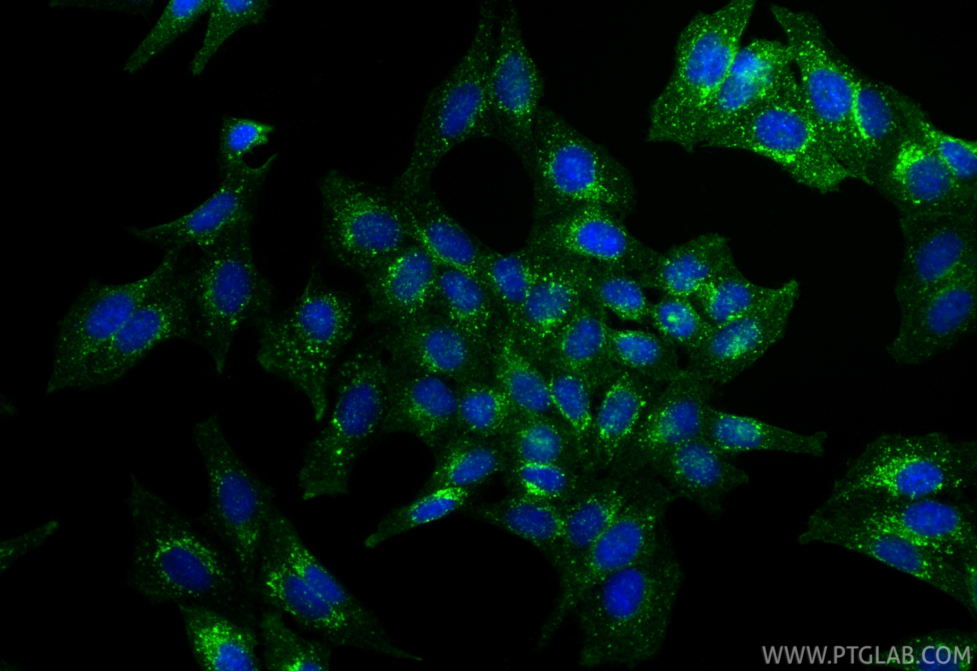 Immunofluorescence (IF) / fluorescent staining of HepG2 cells using CoraLite® Plus 488-conjugated IFITM3 Recombinant a (CL488-81135-3)