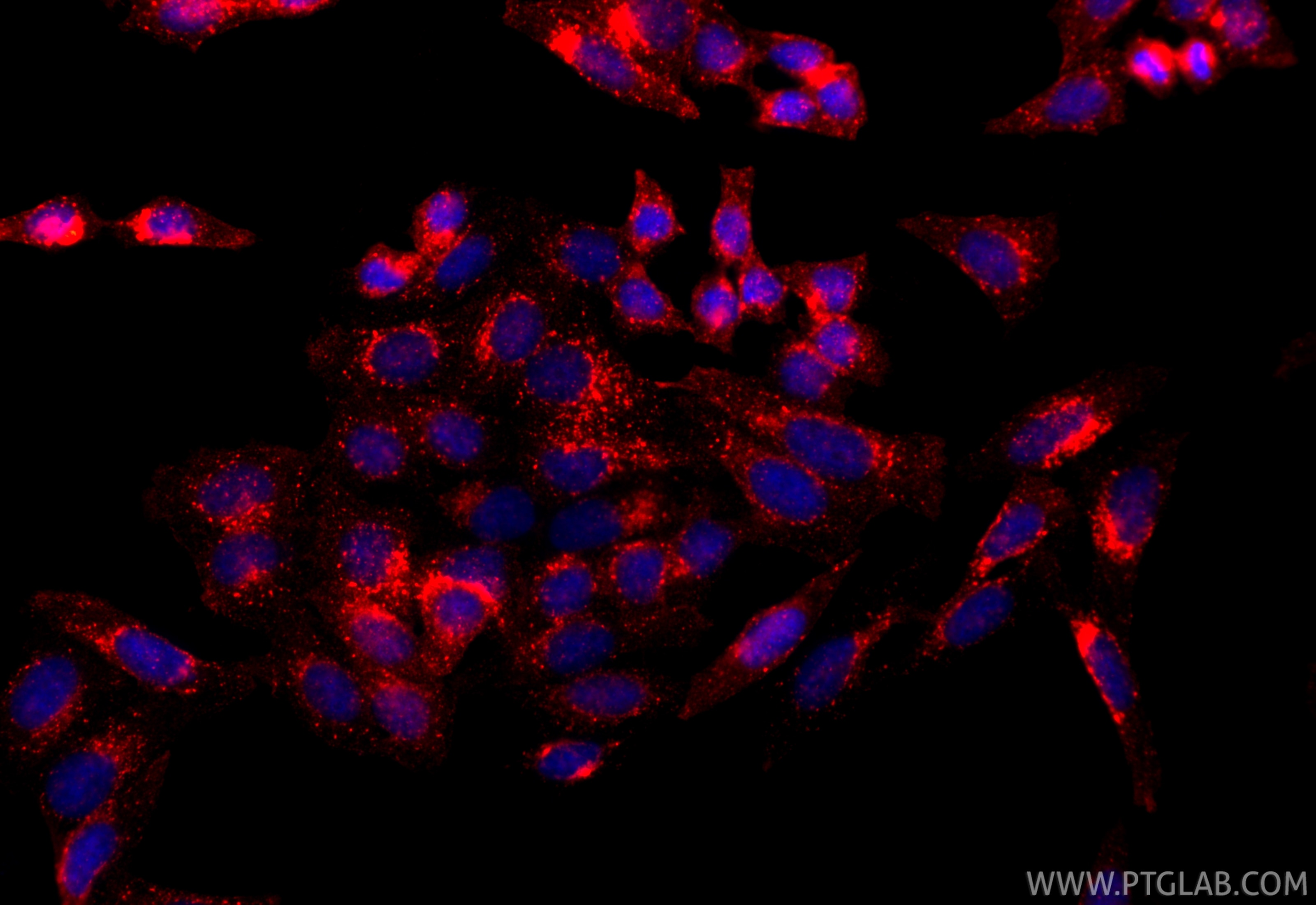 Immunofluorescence (IF) / fluorescent staining of HepG2 cells using CoraLite®594-conjugated IFITM3 Recombinant antibod (CL594-81135-3)