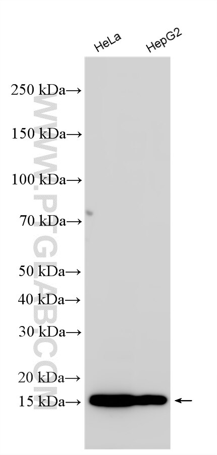 WB analysis using RMX00071 Western Blot (WB) analysis of various lysates using Multi-rAb® IFITM3 Multi-Recombinant antibody (RMX00071)