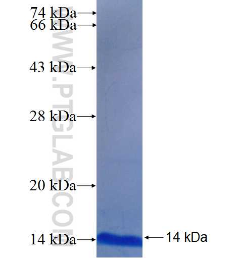 IFITM3 fusion protein Ag23092 SDS-PAGE