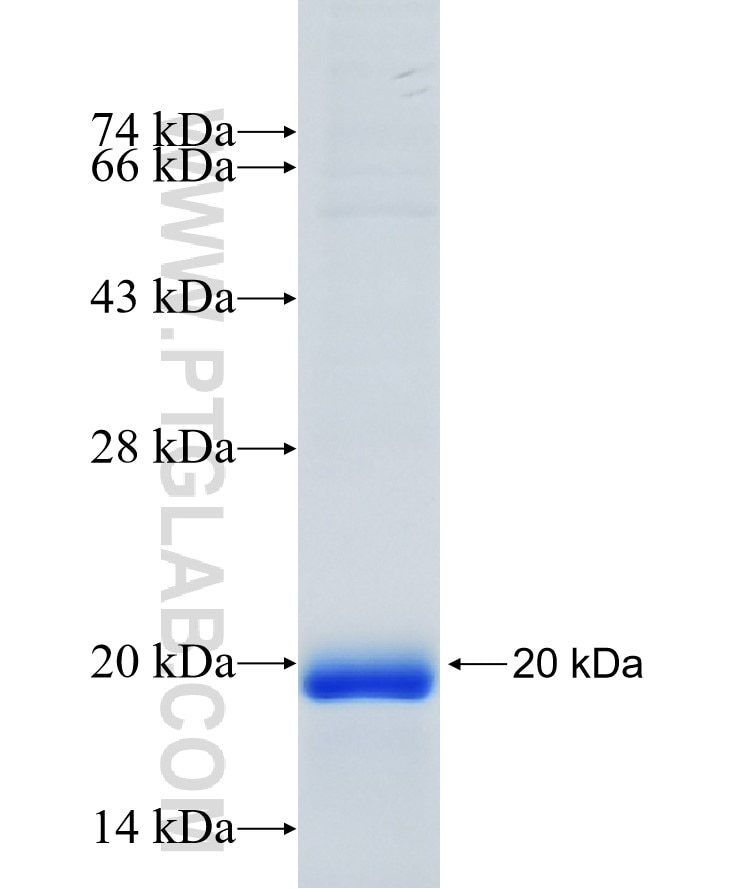 IFITM3 fusion protein Ag17863 SDS-PAGE
