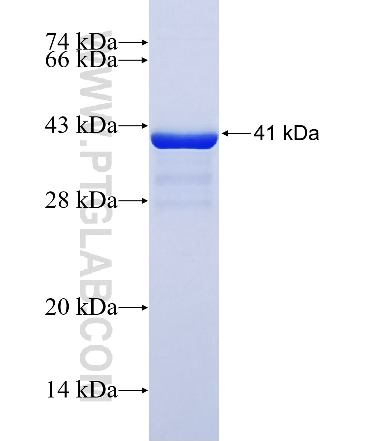 IFITM3 fusion protein Ag2285 SDS-PAGE