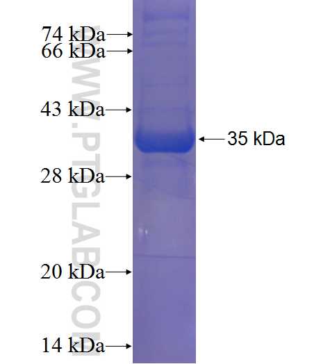 IFLTD1 fusion protein Ag23720 SDS-PAGE