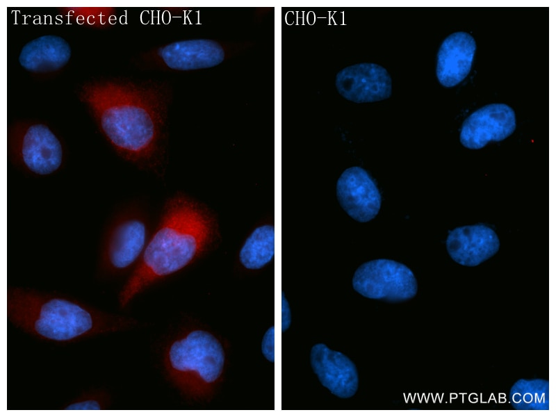 IF Staining of Transfected CHO-K1 using 85261-2-RR (same clone as 85261-2-PBS) Immunofluorescence (IF) / fluorescent staining of Transfected CHO-K1 using IFN alpha 2B Recombinant monoclonal antibody (85261-2-RR)