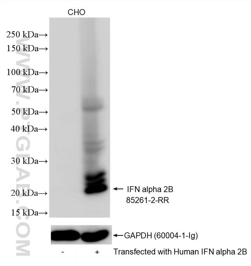 WB analysis using 85261-2-RR (same clone as 85261-2-PBS) Western Blot (WB) analysis of various lysates using IFN alpha 2B Recombinant monoclonal antibody (85261-2-RR)