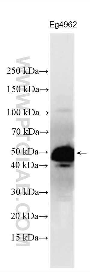 WB analysis using 33237-1-AP Western Blot (WB) analysis of various lysates using IFN-alpha 4/IFNA4 Polyclonal antibody (33237-1-AP)