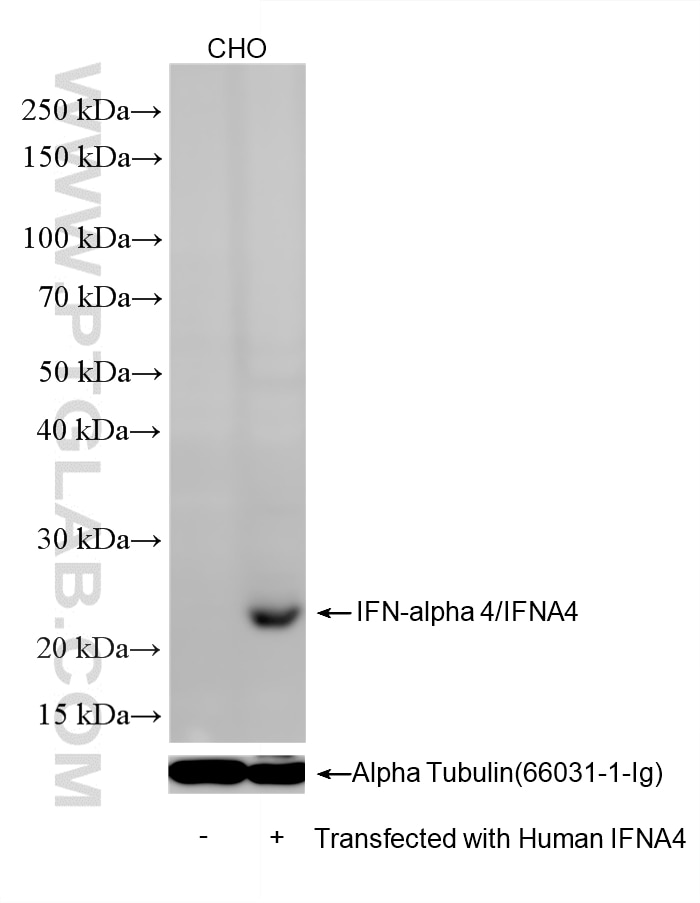 Western Blot (WB) analysis of various lysates using IFN-alpha 4/IFNA4 Recombinant monoclonal antibody (87105-1-RR)