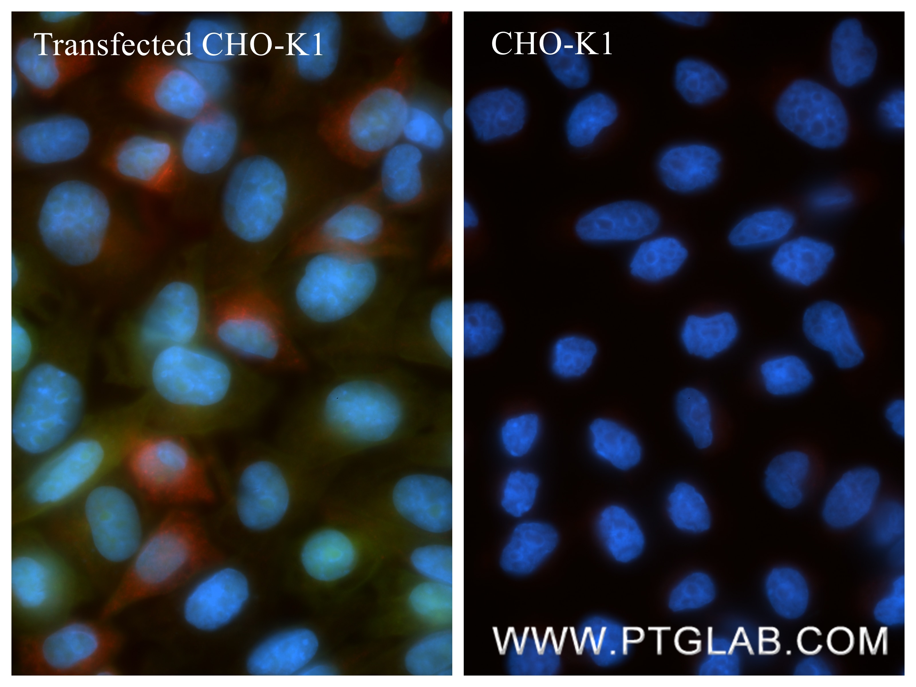 IF Staining of Transfected CHO using 87610-3-RR (same clone as 87610-3-PBS) Immunofluorescence (IF) / fluorescent staining of Transfected CHO using IFN-alpha Recombinant monoclonal antibody (87610-3-RR)