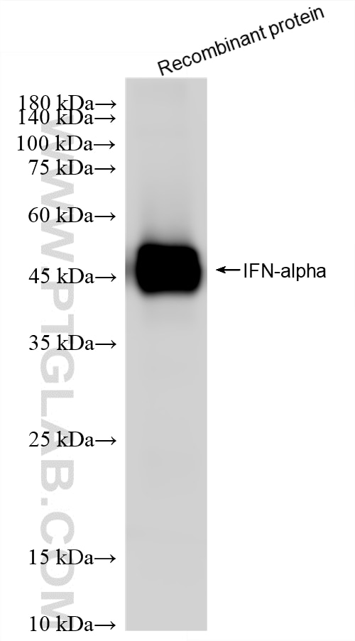 WB analysis of Recombinant protein using 87610-3-RR (same clone as 87610-3-PBS) Western Blot (WB) analysis of Recombinant protein using IFN-alpha Recombinant monoclonal antibody (87610-3-RR)
