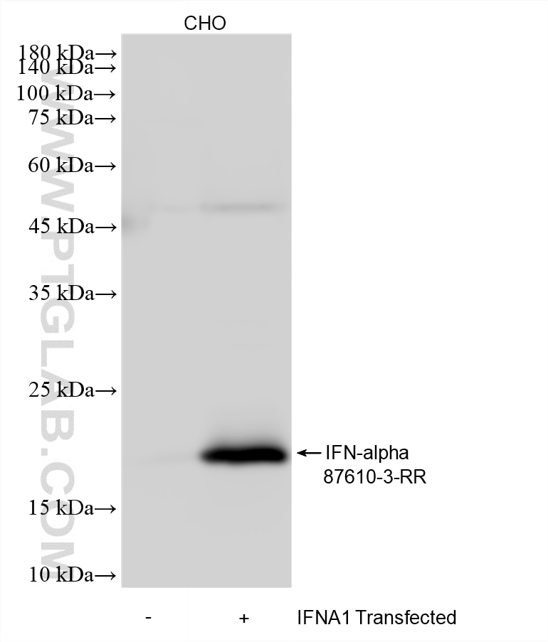 WB analysis using 87610-3-RR (same clone as 87610-3-PBS) Western Blot (WB) analysis of various lysates using IFN-alpha Recombinant monoclonal antibody (87610-3-RR)
