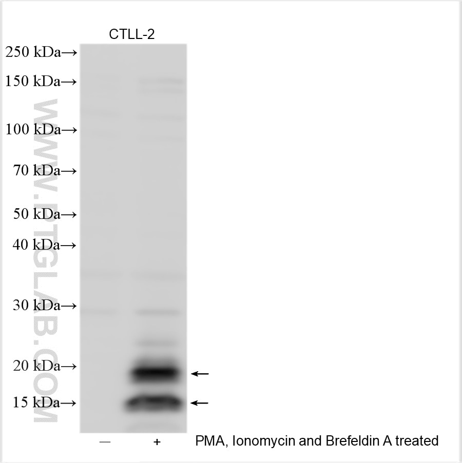 Western Blot (WB) analysis of various lysates using IFN gamma Polyclonal antibody (29788-1-AP)