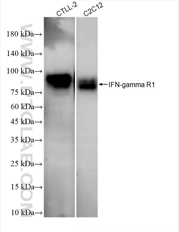Western Blot (WB) analysis of various lysates using IFN-gamma R1 Recombinant antibody (84415-7-RR)