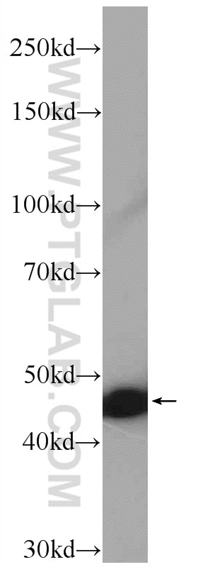 Western Blot (WB) analysis of Recombinant protein using IFN Alpha Polyclonal antibody (18013-1-AP)