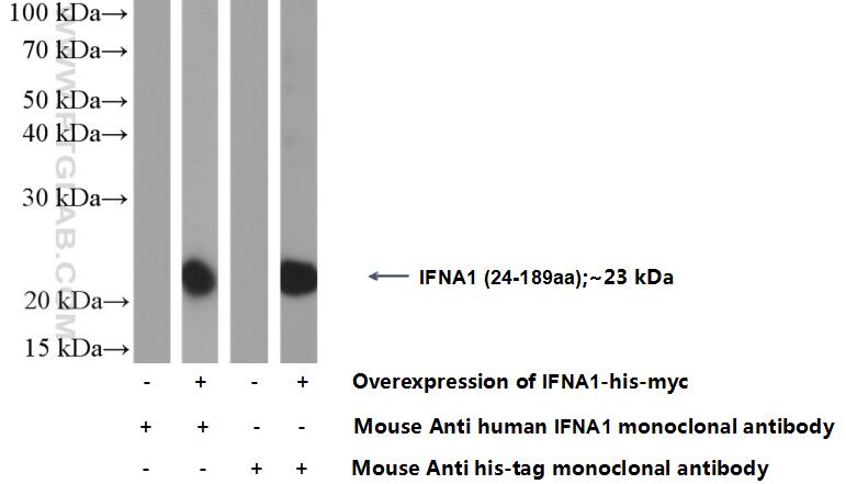 Western Blot (WB) analysis of Transfected HEK-293 cells using IFN Alpha Monoclonal antibody (66162-1-Ig)