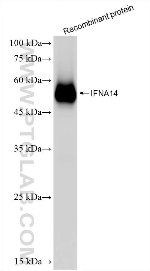 WB analysis of Recombinant protein using 87828-1-RR (same clone as 87828-1-PBS) Western Blot (WB) analysis of Recombinant protein using IFNA14 Recombinant monoclonal antibody (87828-1-RR)