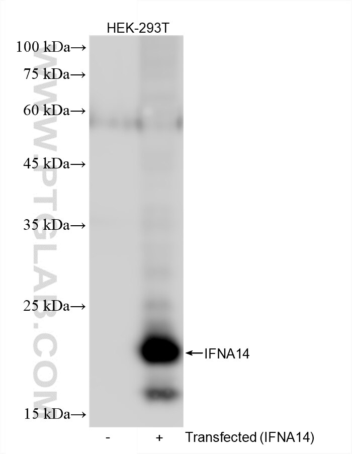 WB analysis of HEK-293T using 87828-1-RR (same clone as 87828-1-PBS) Western Blot (WB) analysis of HEK-293T cells using IFNA14 Recombinant monoclonal antibody (87828-1-RR)