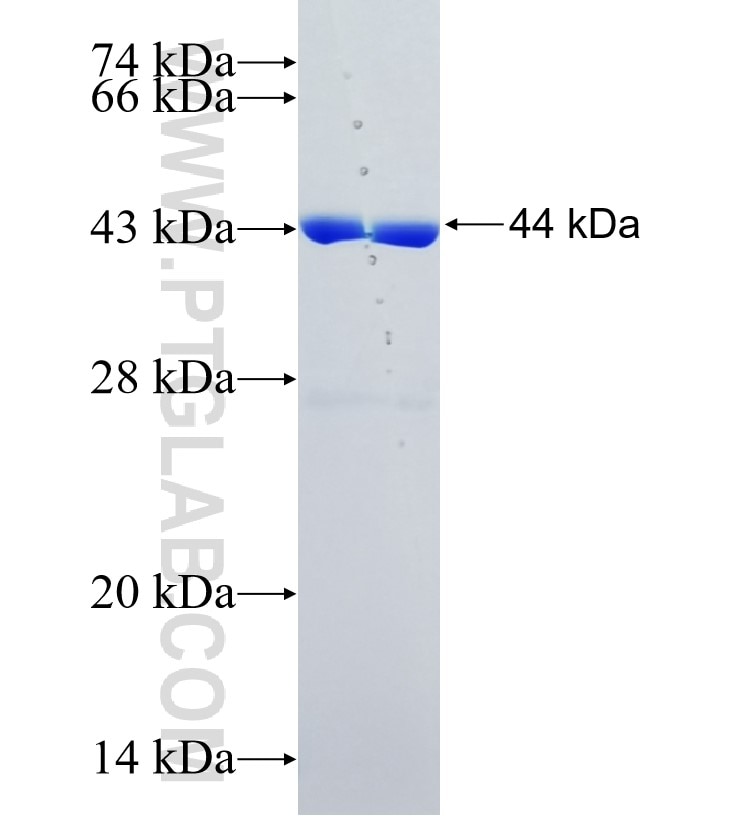 IFNA2 fusion protein Ag35069 SDS-PAGE
