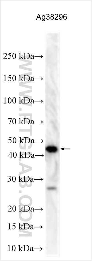 WB analysis using 32690-1-AP Western Blot (WB) analysis of various lysates using IFNA21 Polyclonal antibody (32690-1-AP)