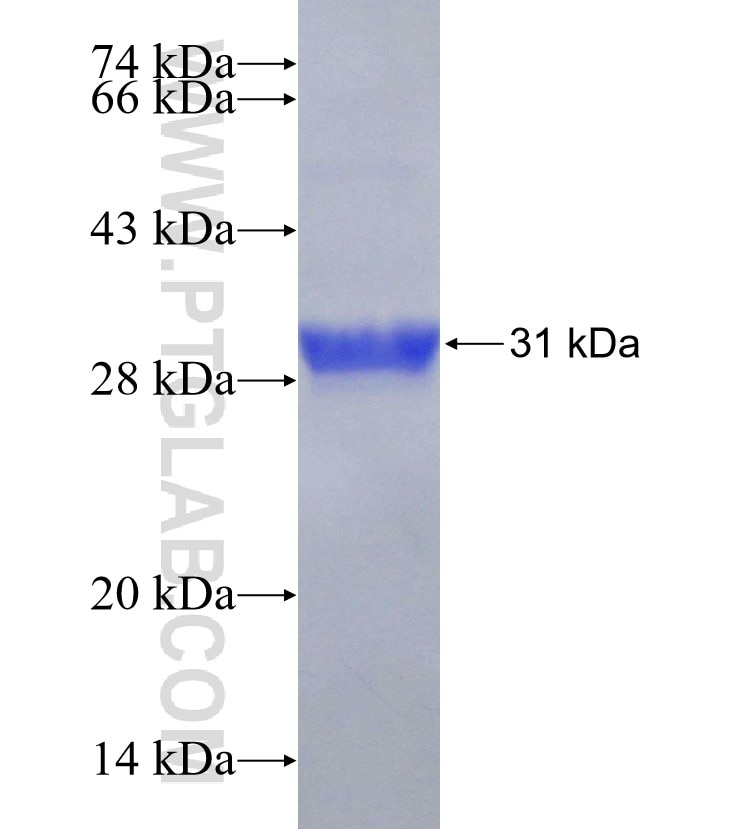 IFNA6 fusion protein Ag16419 SDS-PAGE
