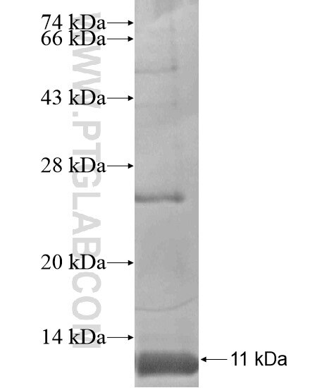 IFNA6 fusion protein Ag20623 SDS-PAGE