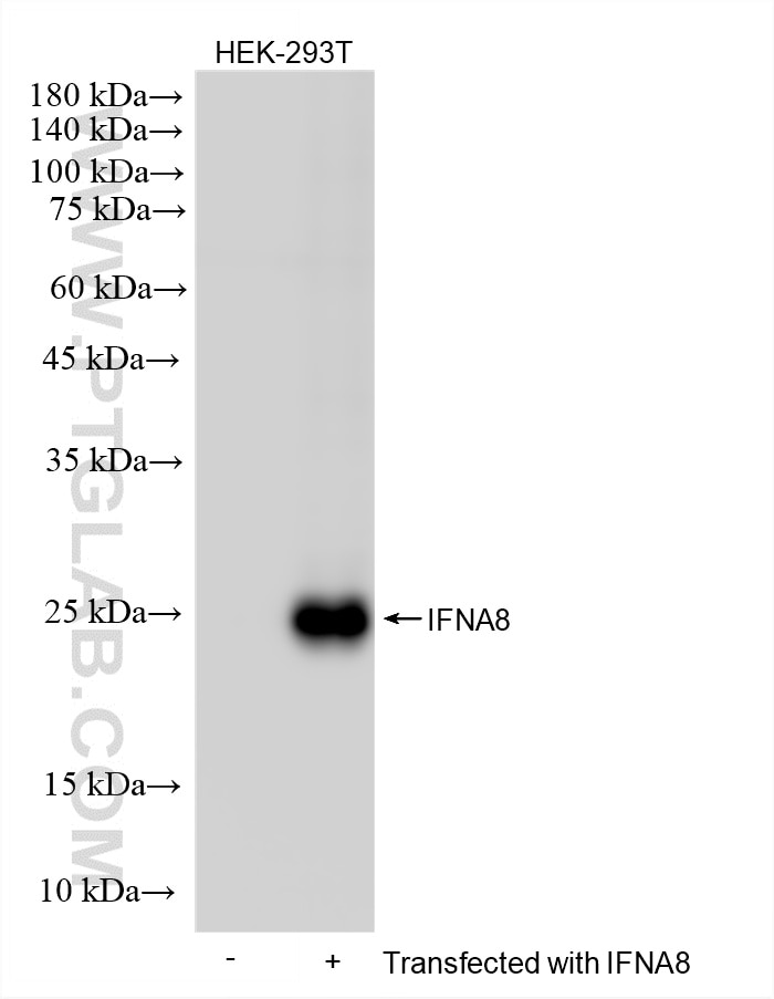 Western Blot (WB) analysis of various lysates using IFNA8 Recombinant monoclonal antibody (87827-1-RR)