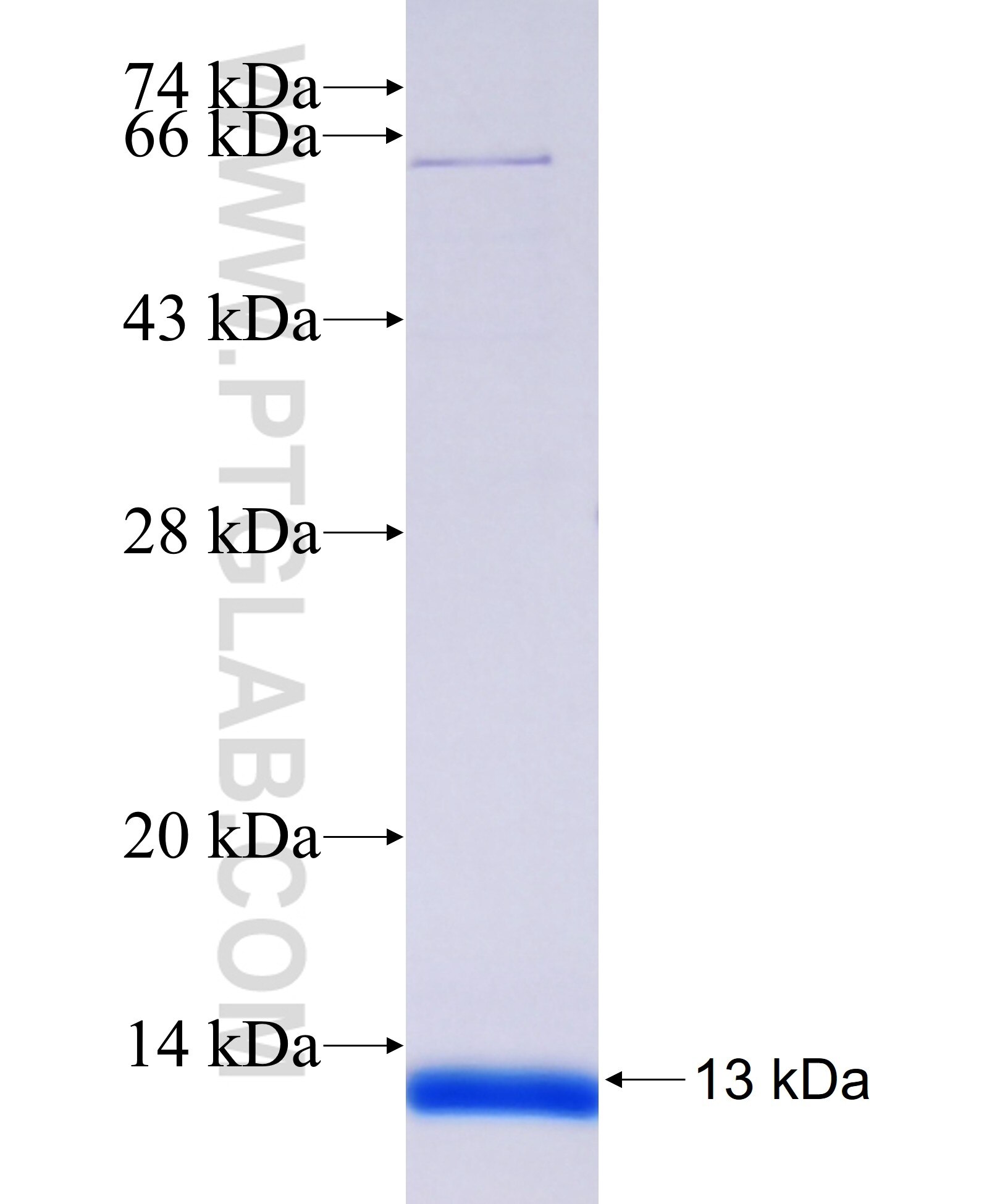IFNA8 fusion protein Ag36057 SDS-PAGE