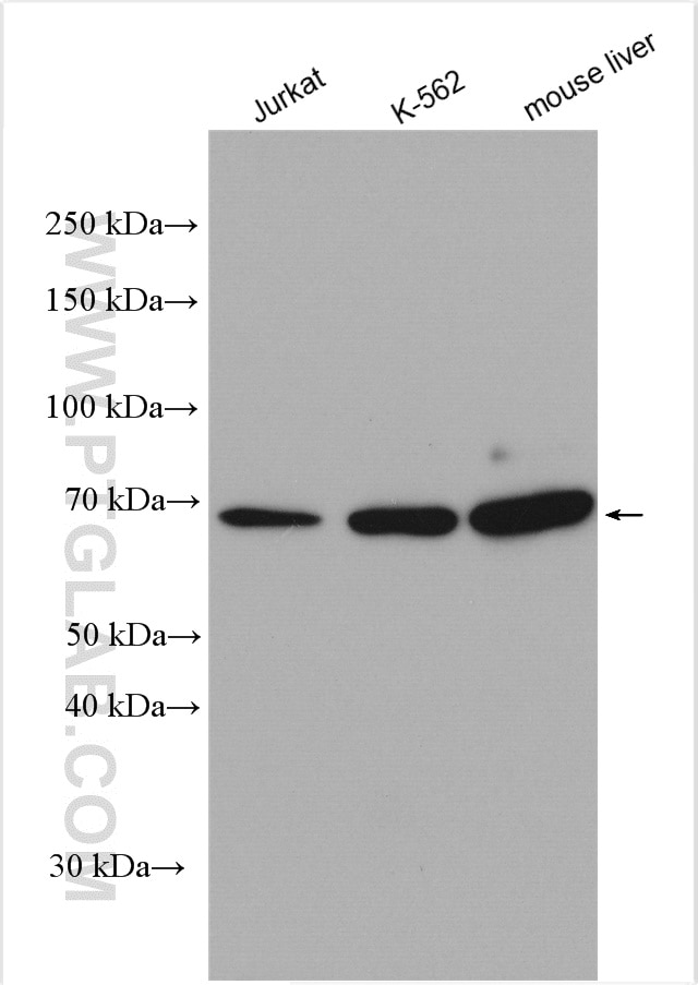 Western Blot (WB) analysis of various lysates using IFNAR1 Polyclonal antibody (13083-1-AP)