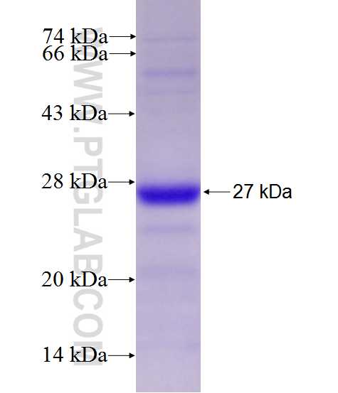 IFNAR1 fusion protein Ag27594 SDS-PAGE