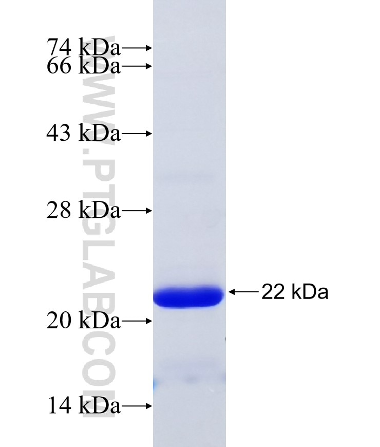 IFNAR1 fusion protein Ag34001 SDS-PAGE