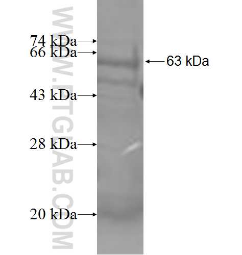 IFNAR1 fusion protein Ag3739 SDS-PAGE