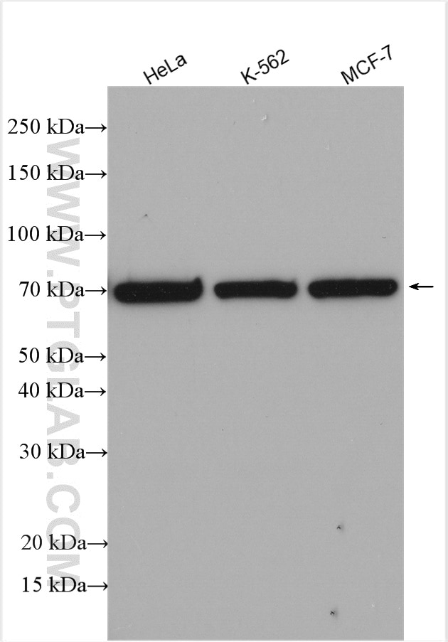 Western Blot (WB) analysis of various lysates using IFNAR2 Polyclonal antibody (10522-1-AP)