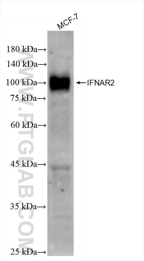 Western Blot (WB) analysis of MCF-7 cells using IFNAR2 Recombinant antibody (83068-5-RR)