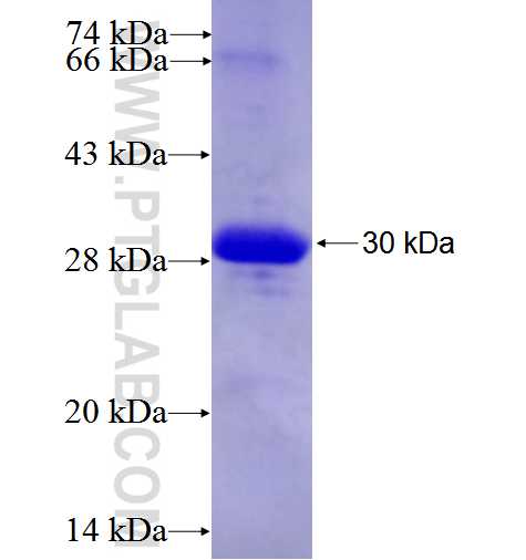 IFNAR2 fusion protein Ag25700 SDS-PAGE