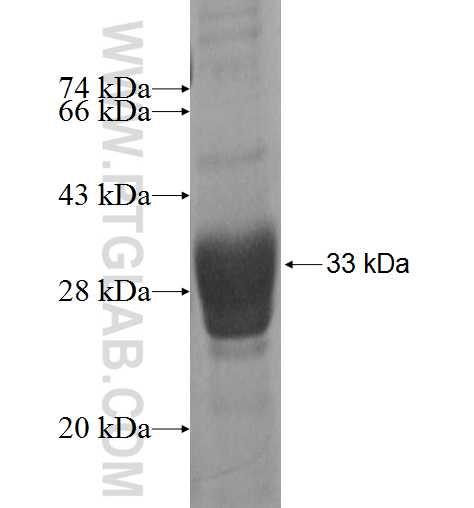 IFNAR2 fusion protein Ag0191 SDS-PAGE