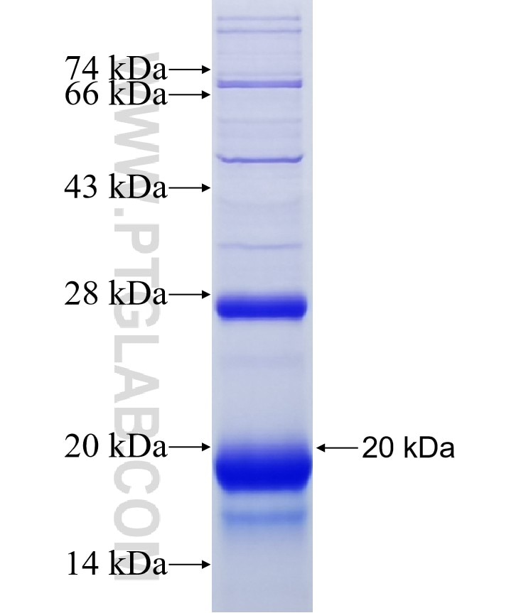 IFNAR2 fusion protein Ag16951 SDS-PAGE