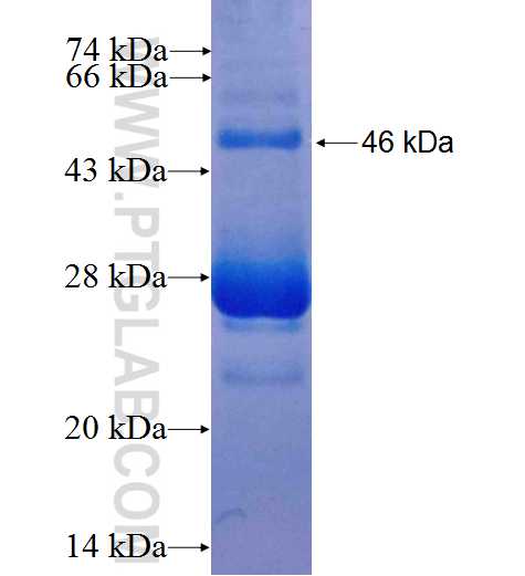 IFNB1 fusion protein Ag26326 SDS-PAGE