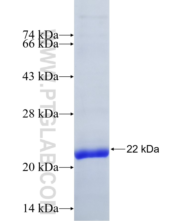 IFNB1 fusion protein Ag26332 SDS-PAGE